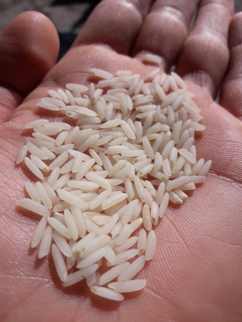 خرید برنج دونوج