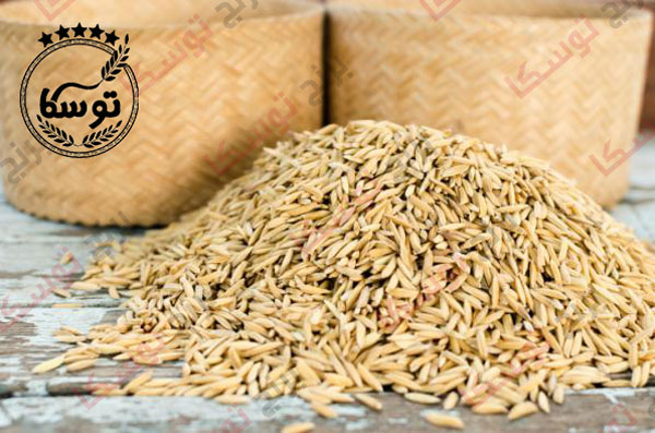 توزیع بذر برنج توسکا
