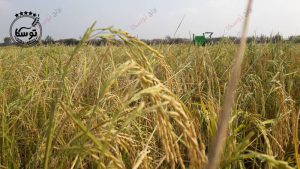 عرضه مستقیم برنج توسکا از مزرعه