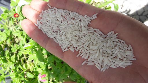 قیمت برنج ایرانی پرمحصول
