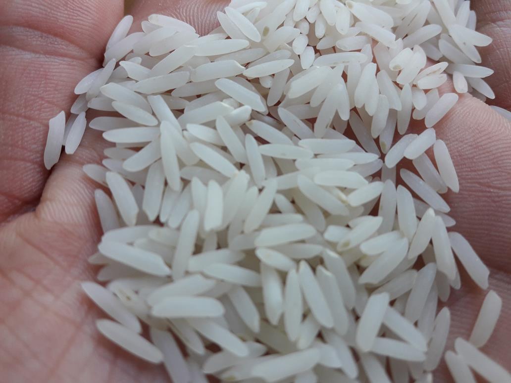 قیمت برنج ایرانی پرمحصول