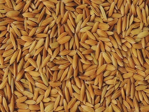 پرفروش ترین بذر برنج طارم