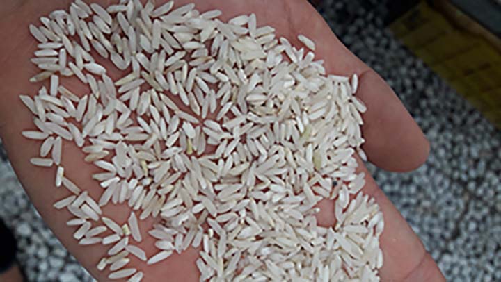 ضایعات برنج ایرانی