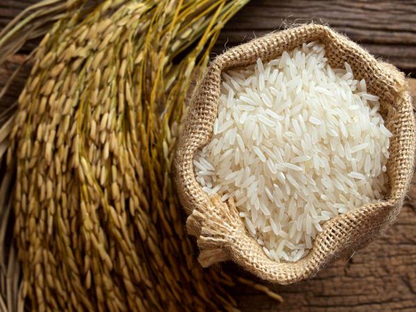خرید عمده برنج تازه در فصل برداشت