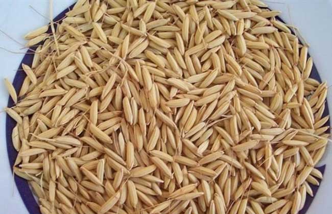 انواع بذر برنج شمالی