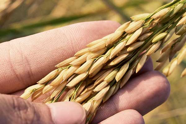 کشاورزان در خرید بذر برنج حساس باشند!