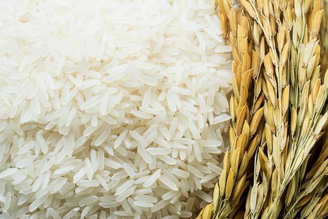 قیمت برنج شیرودی