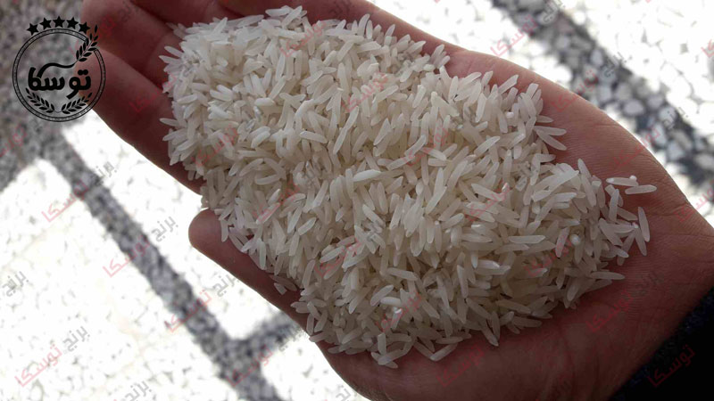 عکس برنج طارم هاشمی کشت اول