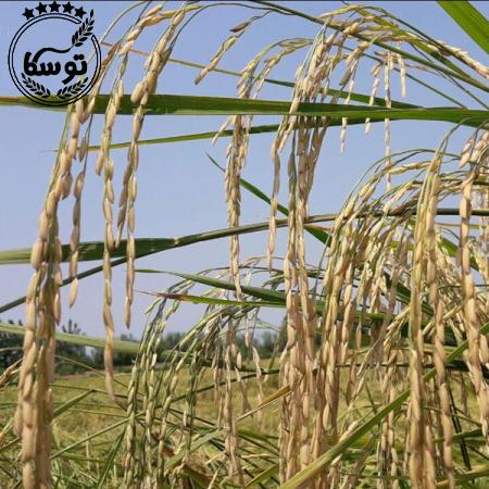 بررسی میزان مرغوبیت برنج چین دوم