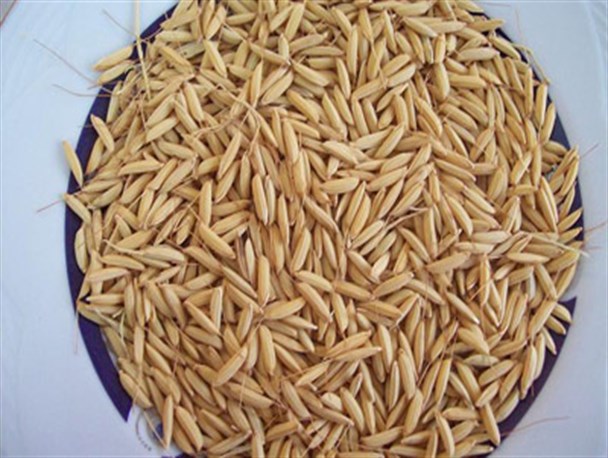 قیمت شالی برنج