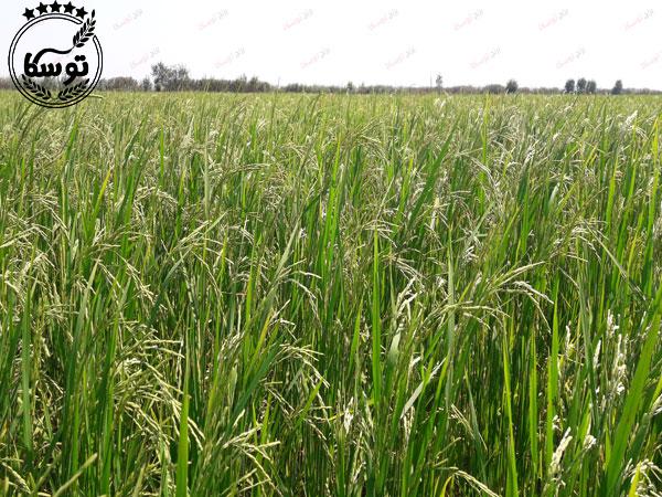 برنج نیم دانه تازه برداشت شده چگونه است؟