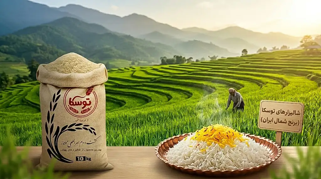 کیسه ۱۰ کیلویی برنج کشت دوم توسکا در کنار دیس برنج زعفرانی مجلسی با پس‌زمینه شالیزارهای سرسبز شمال ایران.